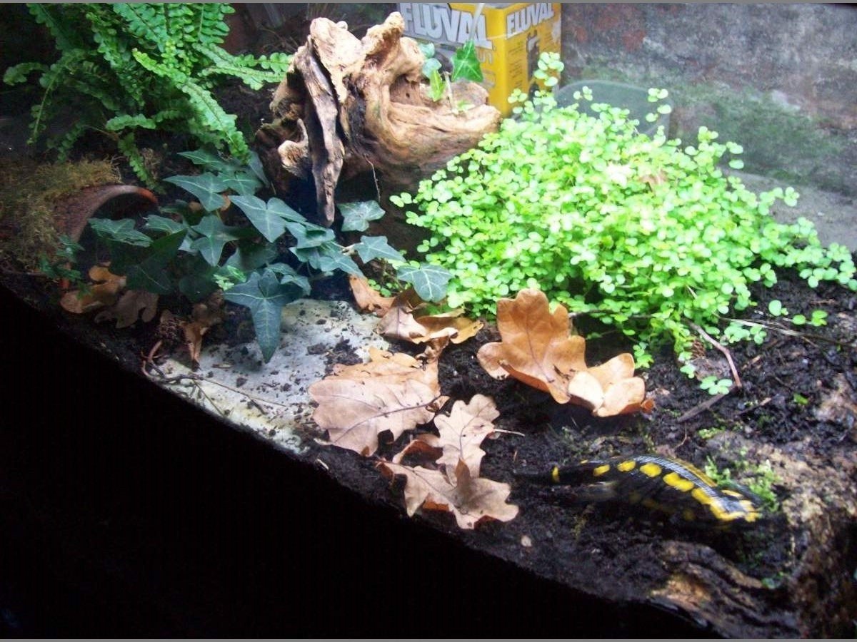 Выбор размера и формы террариума