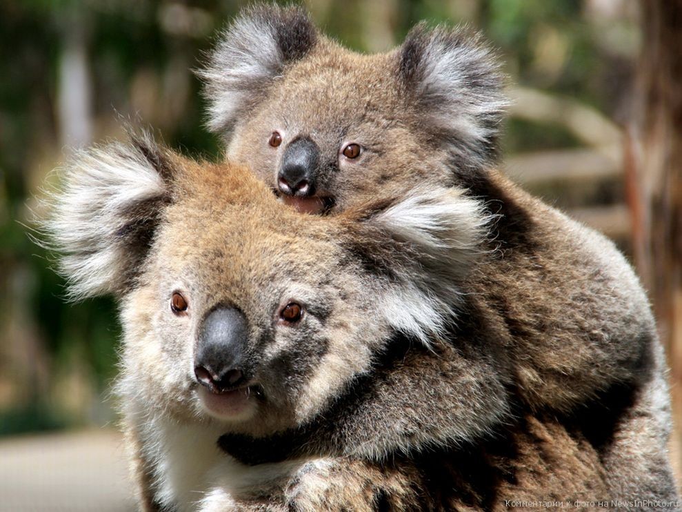 Фото самки коалы с детёнышем. 