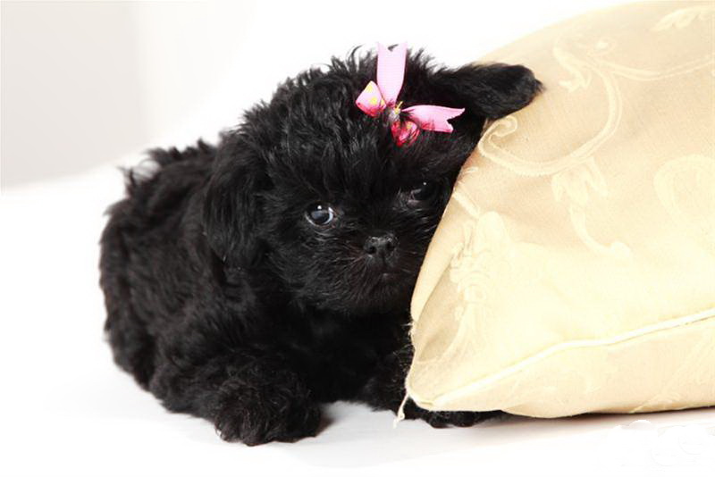 Характеристики породы