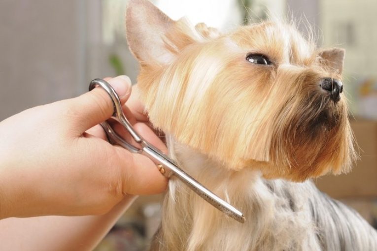 Как сделать гигиеническую стрижку собаке