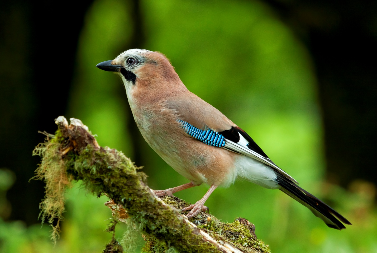 Птица с синим оперением на крыльях как называется фото