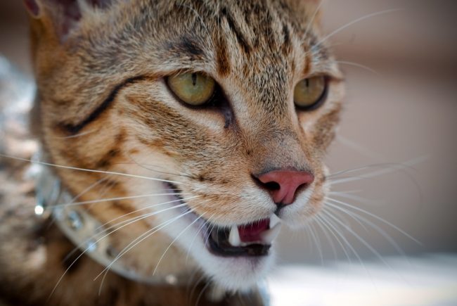 Самая Большая Домашняя Кошка Фото