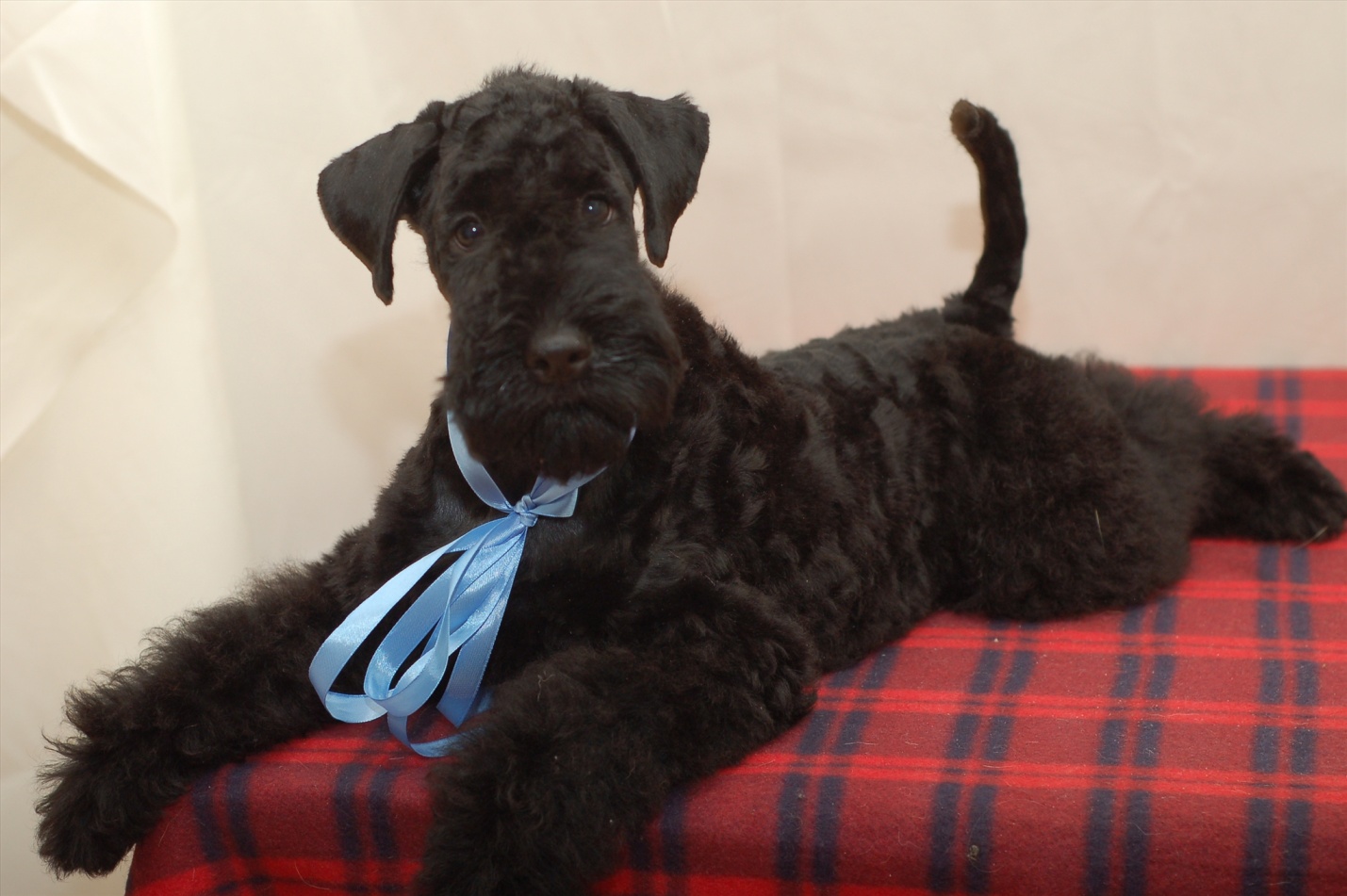 Керриблютерьер фото - голубая мечта собаководов