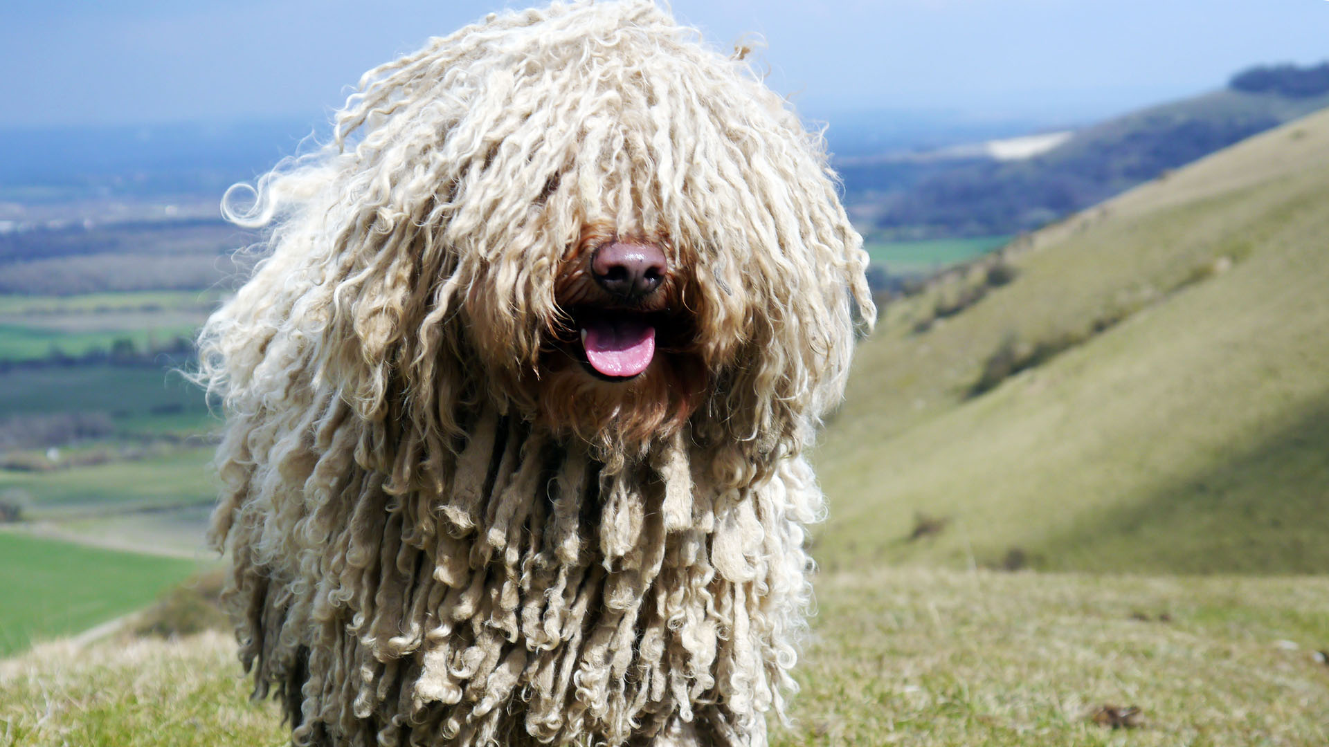 Собака Комондор венгерская овчарка
