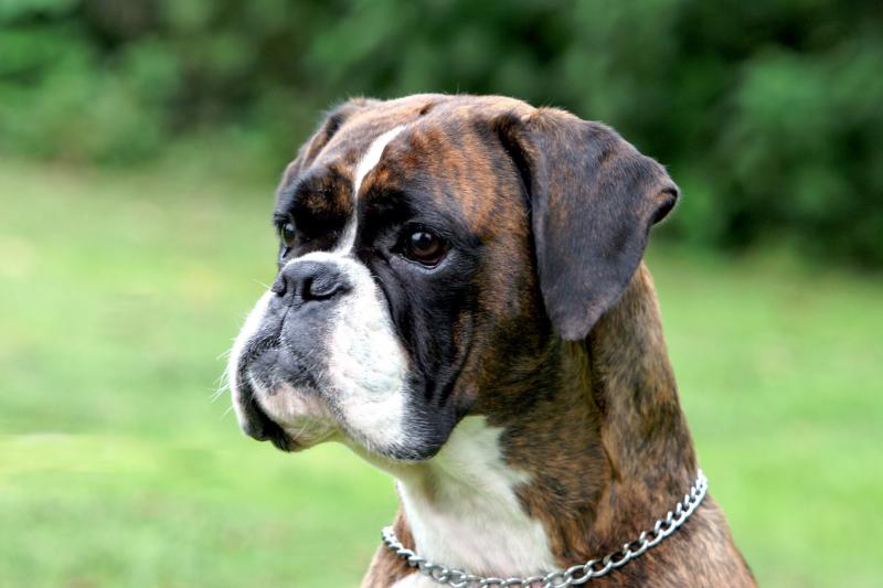 Немецкий Боксер Фото Взрослой Собаки