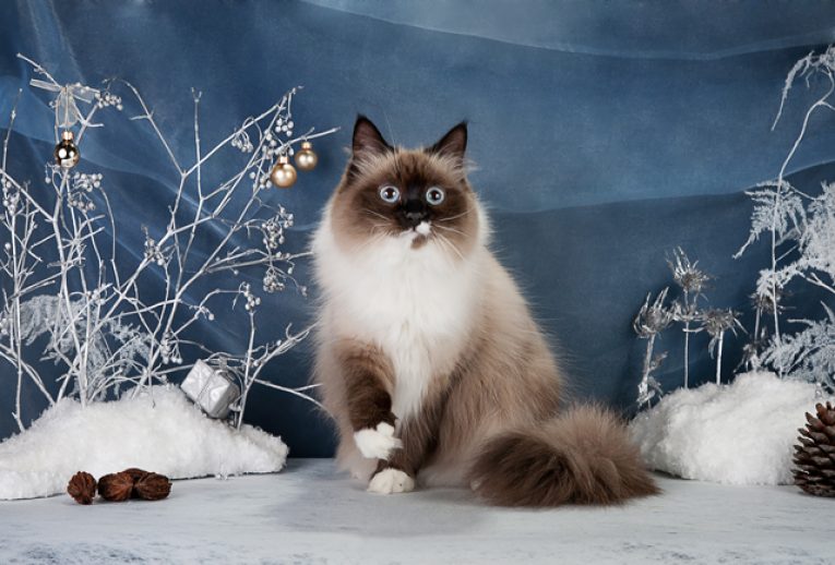 Популярность в мире