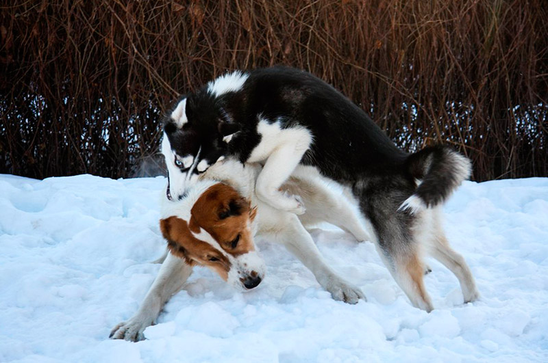 Туркменский алабай фото - свирепый охранник и надежный защитник Туркменский алабай фото - свирепый охранник и надежный защитник