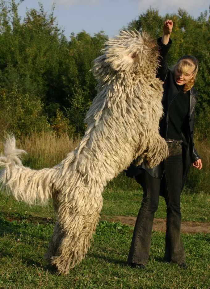 Питание комондора