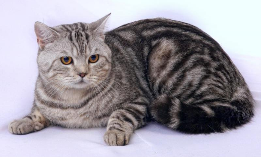 Рассмотрите фотографию кошки породы шотландская прямоухая. Шотландская кошка страйт. Шотландский кот скоттиш страйт. Порода кошек британский скоттиш страйт. Порода кошек Шотландская прямоухая.