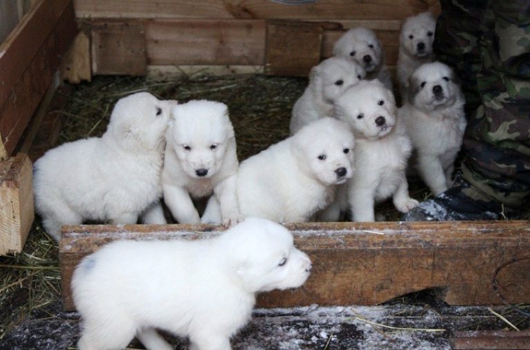 Имеет ли туркменский алабай особую агрессию?