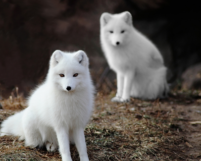 Разнообразие диеты: