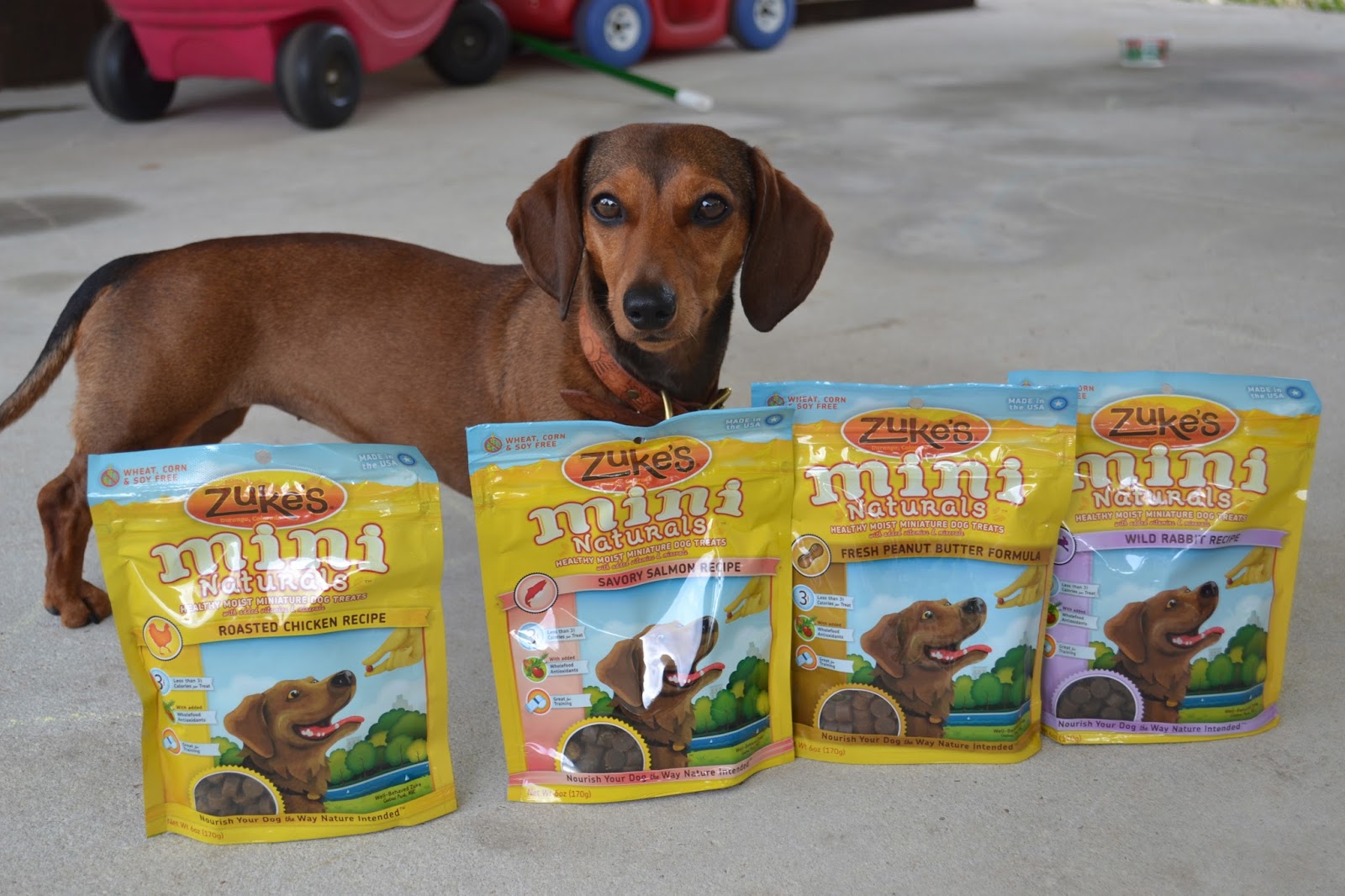 Маленькие кроличьи таксы становятся популярными как никогда!