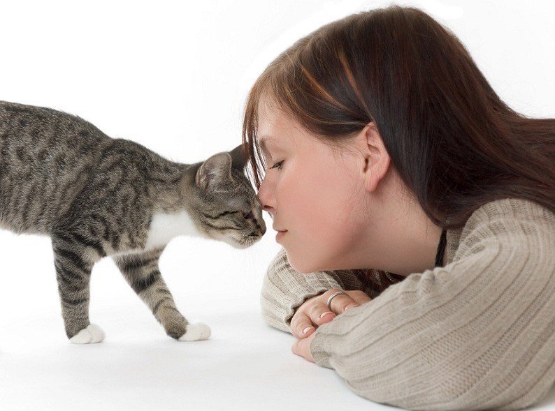 Гипоаллергенные кошки лучшие питомцы для человека с аллергией