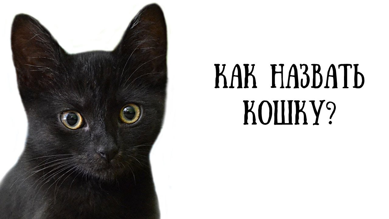 Кошачьи имена. Кошка зовет. Как назвать котенка. Красивое имя для кота мальчика черного. Клички для чёрных кошек.