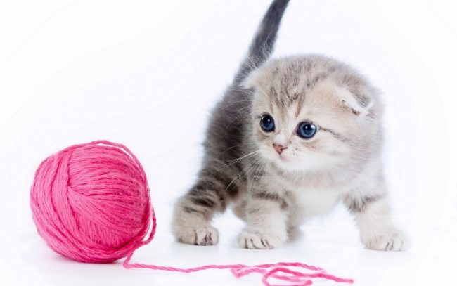 Как назвать котенка девочку: Лучшие идеи для разных пород и окрасов