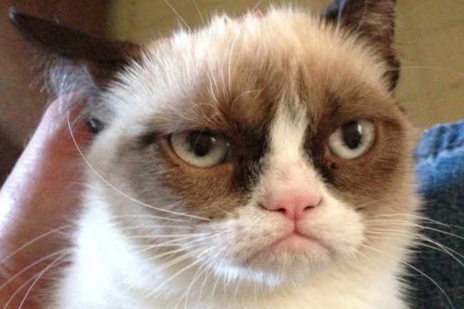 Порода кошек с грустным лицом фото thumbnail