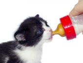 Как выкормить котенка без кошки