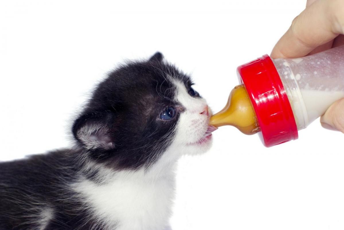 У кошки нет молока после родов: причины, что делать для восстановления лактации и чем кормить котят