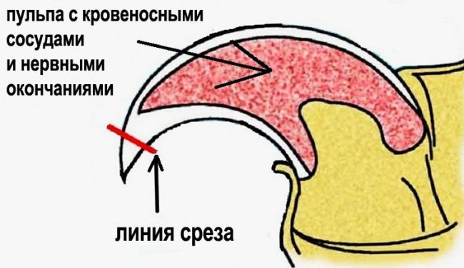 как подстричь кошке когти