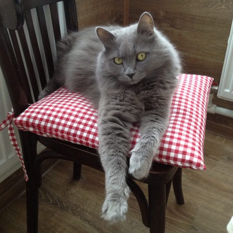 Особенности породы