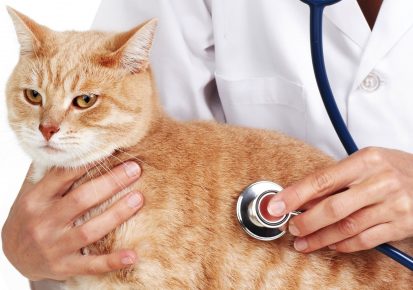 Чумка у кошек — основные симптомы, лечение и прививки