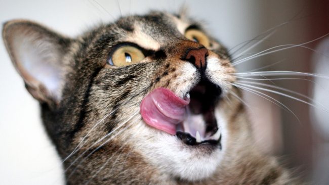 Можно ли кормить кошек кормом шеба thumbnail
