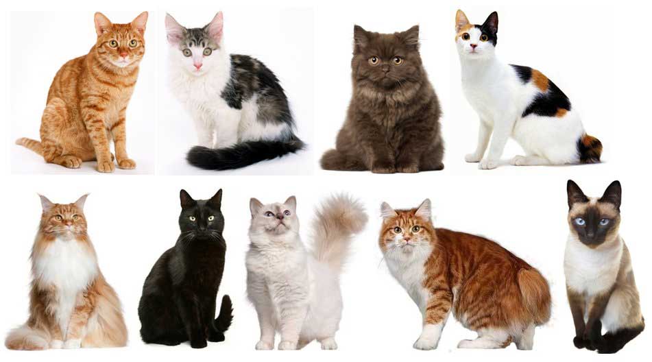 Порода кошек по окрасу фото с названиями