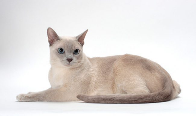 тонкинская кошка с бирюзовыми глазами