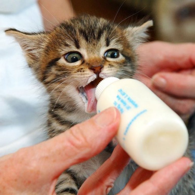 Со скольки кормят котят. Котенок пьет молоко. Котенок пьет молочко. Молоко для котят. Молочный котенок.