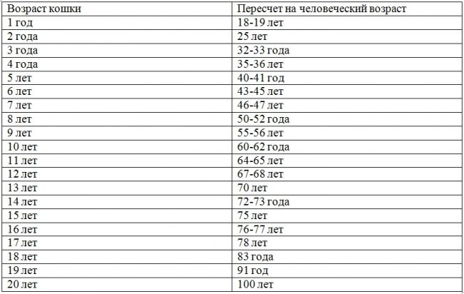 Сколько лет кошке по человеческим меркам