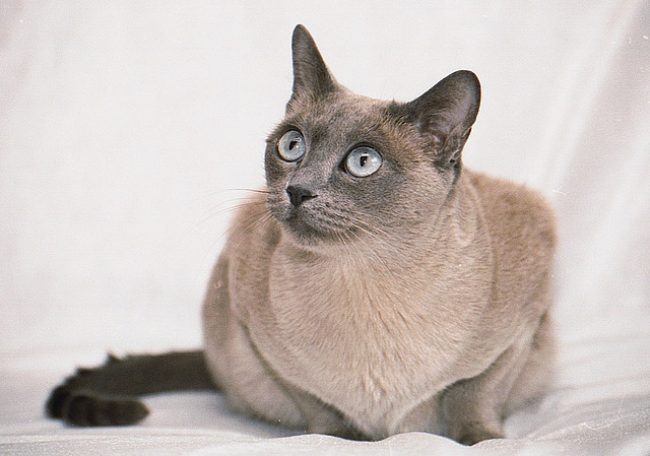 Тонкинская кошка 