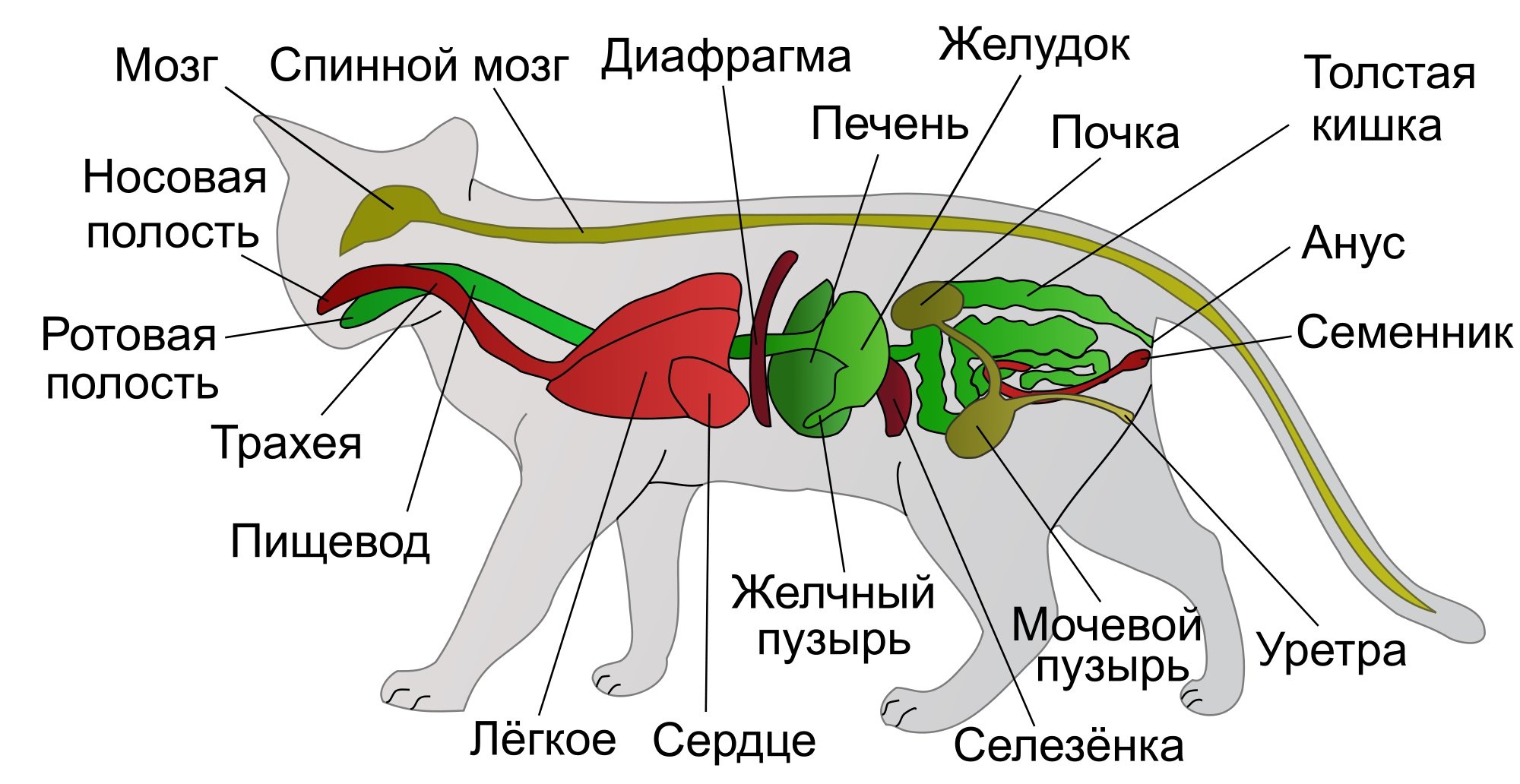 Расположение внутренних органов у кота