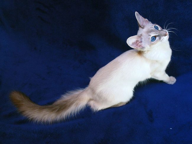 Кошка балинезийская 