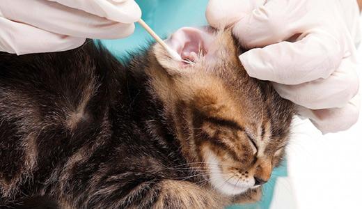 Как чистить уши кошке в домашних условиях рекомендации специалистов
