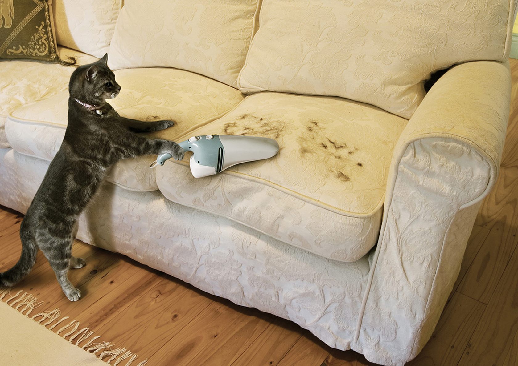 почистить диван от мочи кота