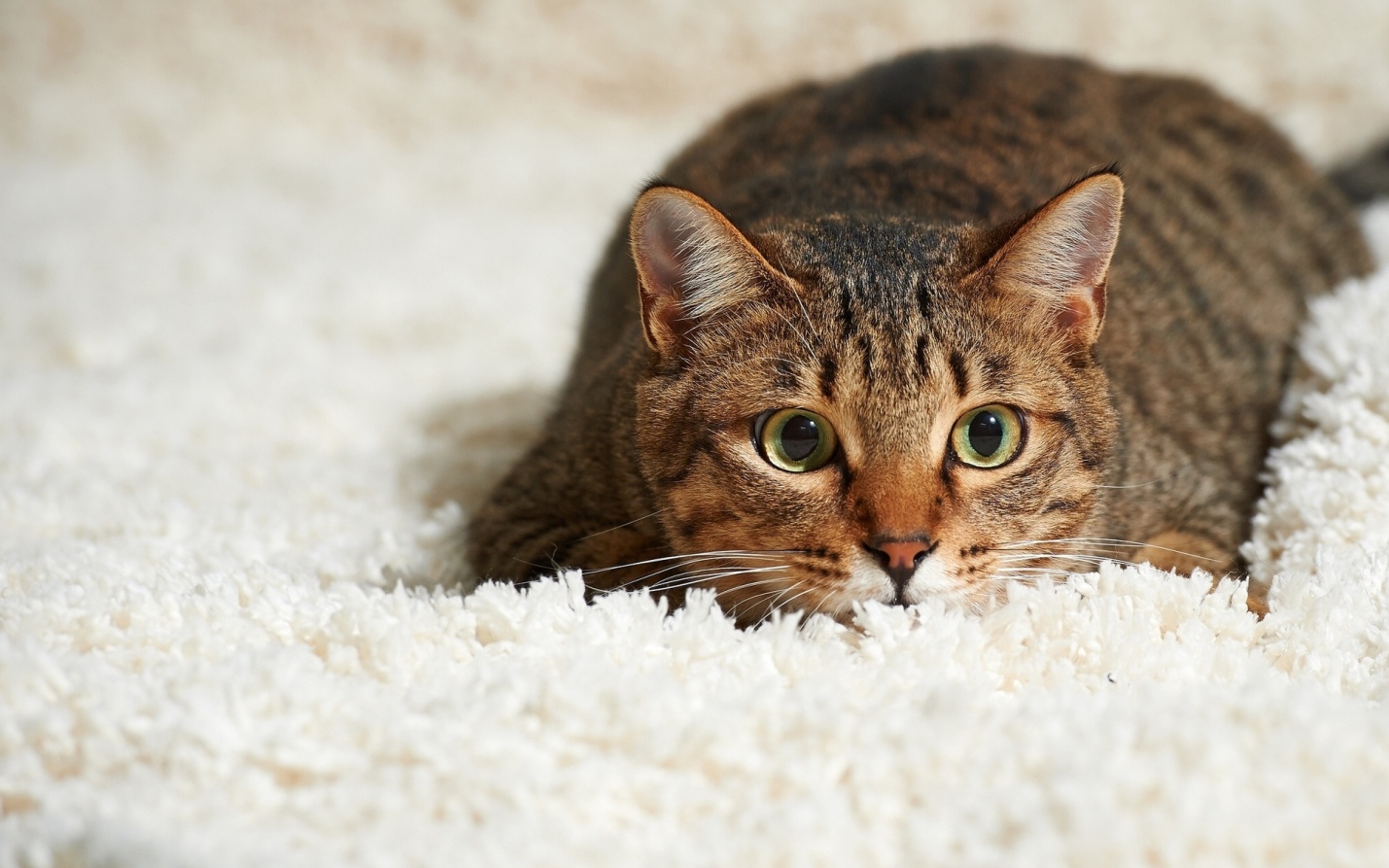 Кошка лежит на ковре