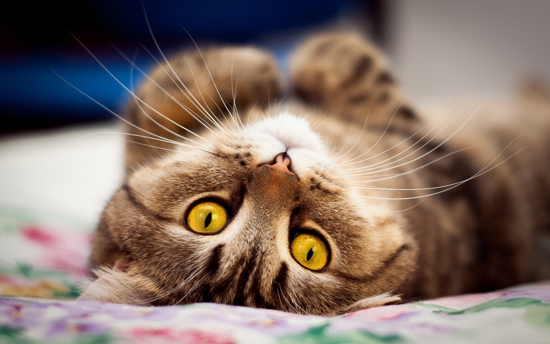 Сколько длится течка у кошек: Первые признаки и сроки