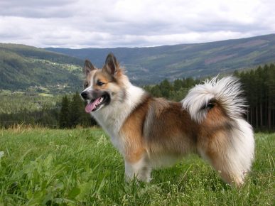 Исландская собака на фоне леса и гор