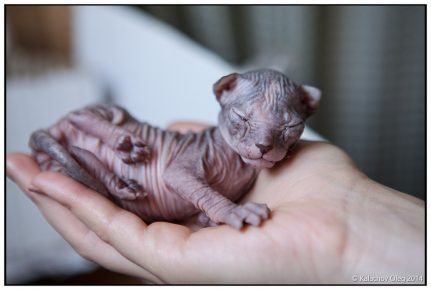 Новорождённый котёнок украинского левкоя в человеческой руке