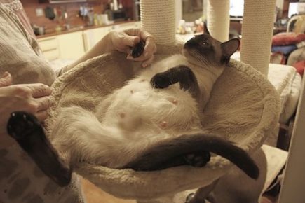Беременная сиамская кошка