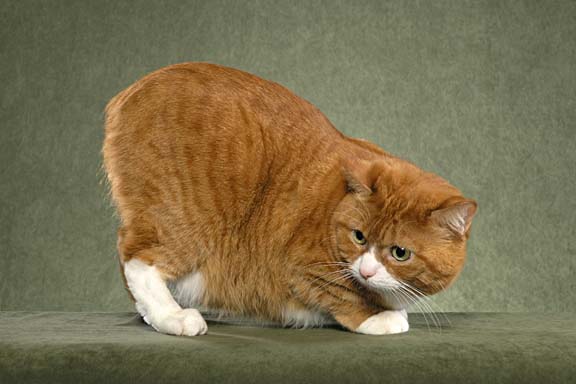 Кот Без Хвоста Порода Фото