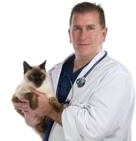 Сиамский кот на приёме у доктора