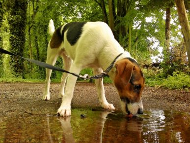 Собака пьёт воду из грязной лужи