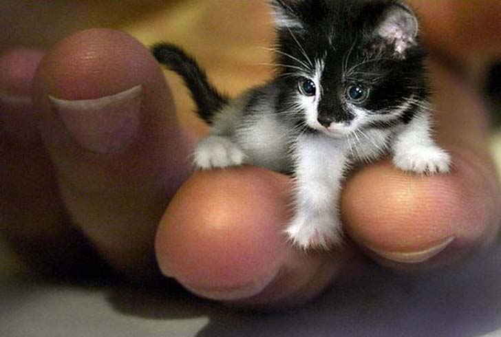 Самая маленькая кошка в мире - фото