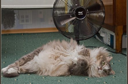 Кошка лежит у вентилятора