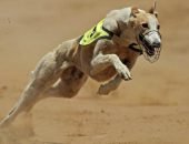 Самая быстрая собака в мире