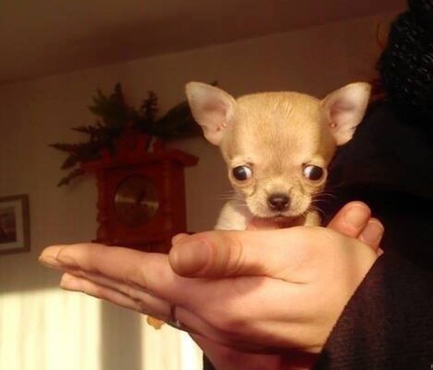 Какая порода самой маленькой собаки. Чихуахуа Милли. Самая маленькая собака в мире. Самые маленькие собаки в мире. Самаямаленткач собака в мире.