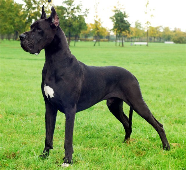Собака Баскервилей — Википедия