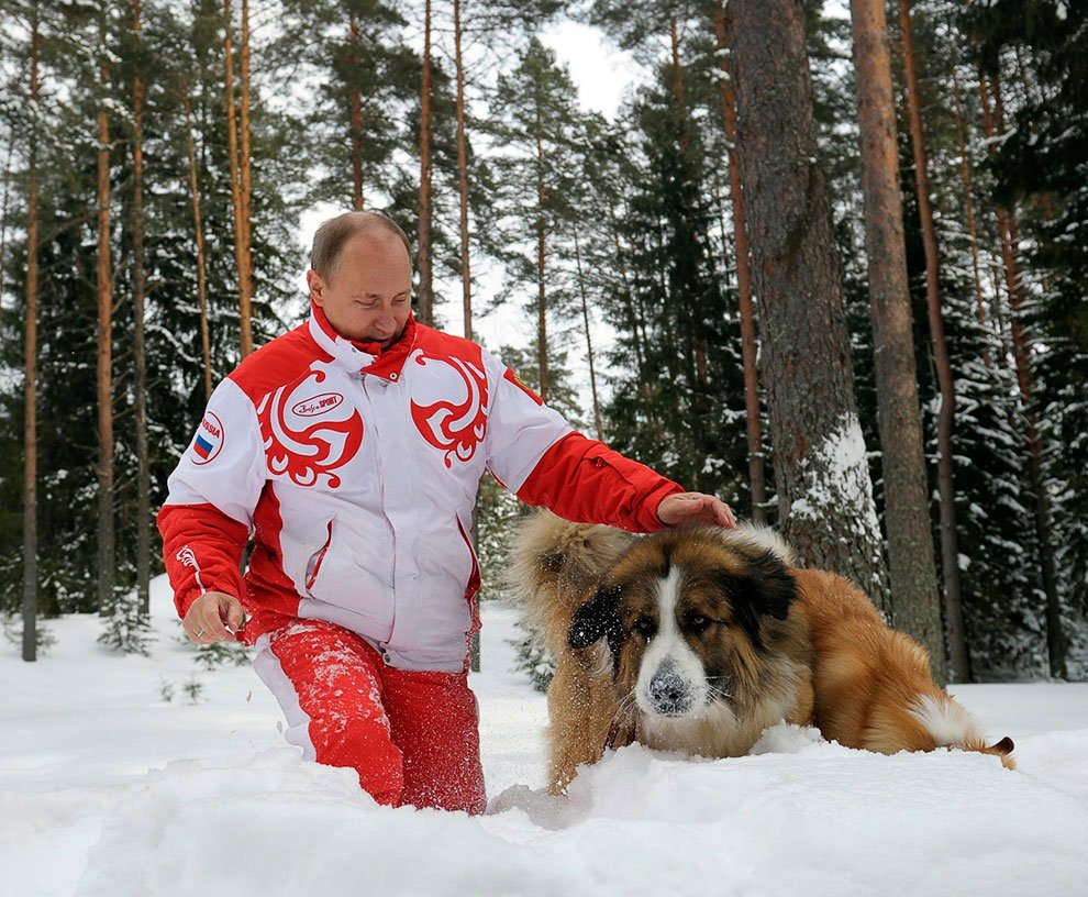 Сколько у путина собак фото