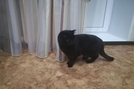 Тюменский кот два дня звал на помощь